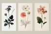 draw hand drawn botanical