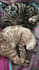 create authentic cat ugc videos for tiktok or meta in german