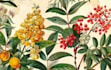design a botanical illustration