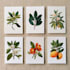 create beautiful botanical illustrations of flowers