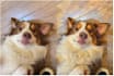 ai photo style conversion