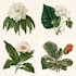 design elegant botanical illustrations for branding