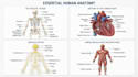 draw a professional anatomical medical drawing