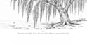 create a 30 day wellness coloring journal