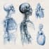 draw anatomy and medical vector illustration