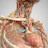 design custom medical vector artwork