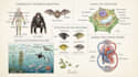 do medical and scientific illustrations
