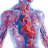 draw professional anatomy vector illustrations