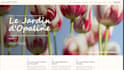 develop a custom website