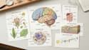 do scientific illustrations diagram and figures