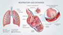 create scientific illustrations and medical figures