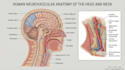 draw medical and science illustrations