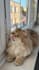 create cute and engaging ugc videos with my cat