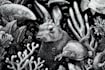 create unique pen and ink illustrations