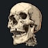 turn your skull concept into a professional illustration