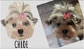 professionally digitize embroidery designs in wilcom