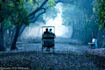 provide professional wildlife and nature photography