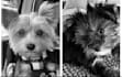create fun dog videos