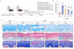 create publication ready vector graphics for journals