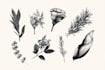 design a hand drawn botanical boho logo