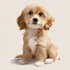 cute disney style pet portrait