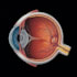do medical and scientific illustrations