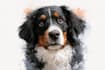 draw your pet in watercolor