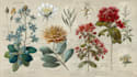 create detailed botanical illustrations inspired by nature