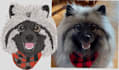 convert pets images into clean embroidery any files dst emb
