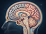 draw medical and science illustrations