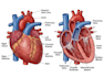 create medical illustration and diagram