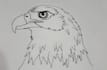 create a detailed realistic pen and ink drawing