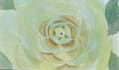 create floral pattern and nature photos