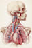 create custom medical, scientific, and human anatomy illustrations