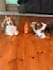 create authentic pet ugc videos featuring my corgis