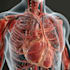 draw you in human anatomy and physiology