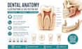 illustrate dental anatomy and create svg vector illustration