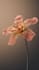 create a realistic 3d flower animation plant animation