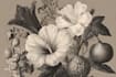 draw fineline botanical delicate flowers