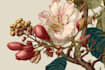 create a botanical illustration in the traditional