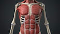 create ai 3d medical animation, anatomy explainer surgical video