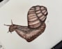 draw unique hand drawn animal illustrations