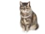 cute pet illustration  custom animal art