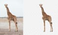 do model, product, animal photo background remove