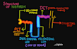 create handwritten digital biology notes