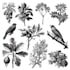 detailed antique engraving and classic etched illustrations