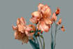 draw fineline botanical delicate flowers