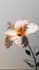 create realistic 3d flower animation 3d plant animation