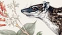 draw an animal and botanical illustration