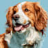 draw a custom digital pet portrait from photo